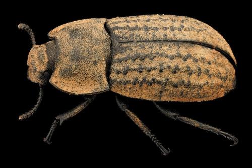 Réf. 296 681 : Opatrum sabulosum
